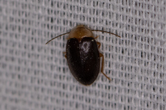 Sacodes pulchella