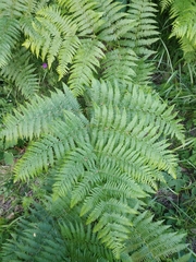 Pteridium tauricum