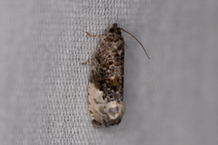 Apotomis capreana