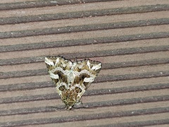 Callopistria duplicans