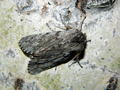 Brachionycha borealis
