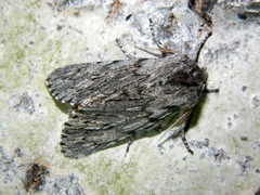 Brachionycha borealis