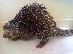 Coendou longicaudatus