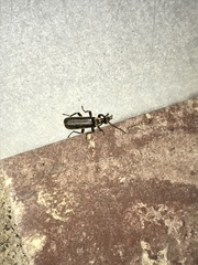 Podabrus punctulatus