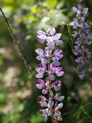 Lupinus perennis