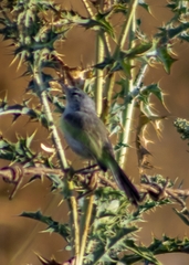 Vireo bellii