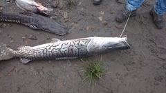 Pseudoplatystoma tigrinum