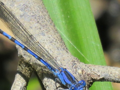 Argia vivida