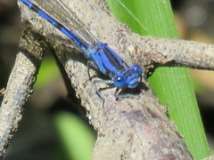 Argia vivida