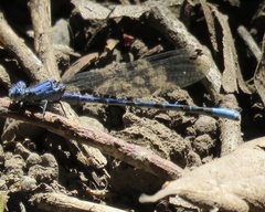 Argia vivida