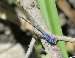 Argia vivida