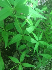 Galium lanceolatum