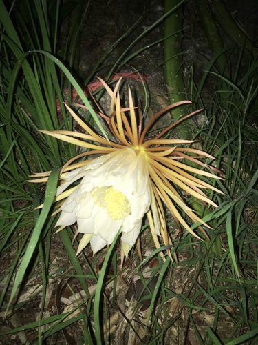 Selenicereus pteranthus