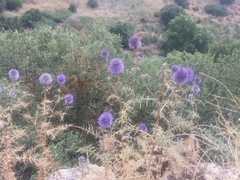 Echinops adenocaulos