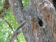 Sciurus carolinensis