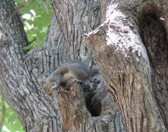 Sciurus carolinensis