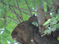 Sciurus carolinensis