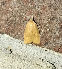 Coelostathma discopunctana