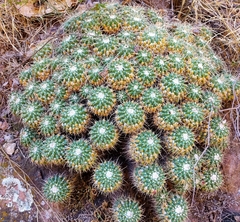Mammillaria compressa compressa