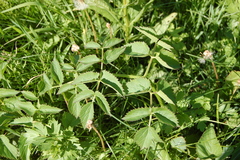 Ostericum palustre