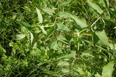 Ostericum palustre