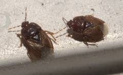 Amnestus pusillus