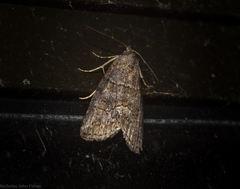 Calathusa hypotherma