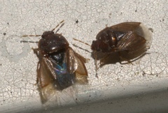Amnestus pusillus