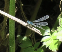 Zoniagrion exclamationis