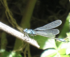 Zoniagrion exclamationis