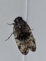 Melanoliarus placitus