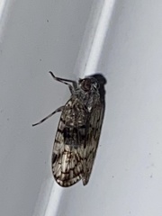 Melanoliarus placitus