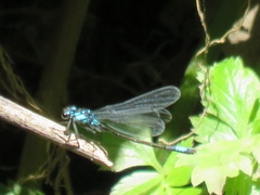 Zoniagrion exclamationis