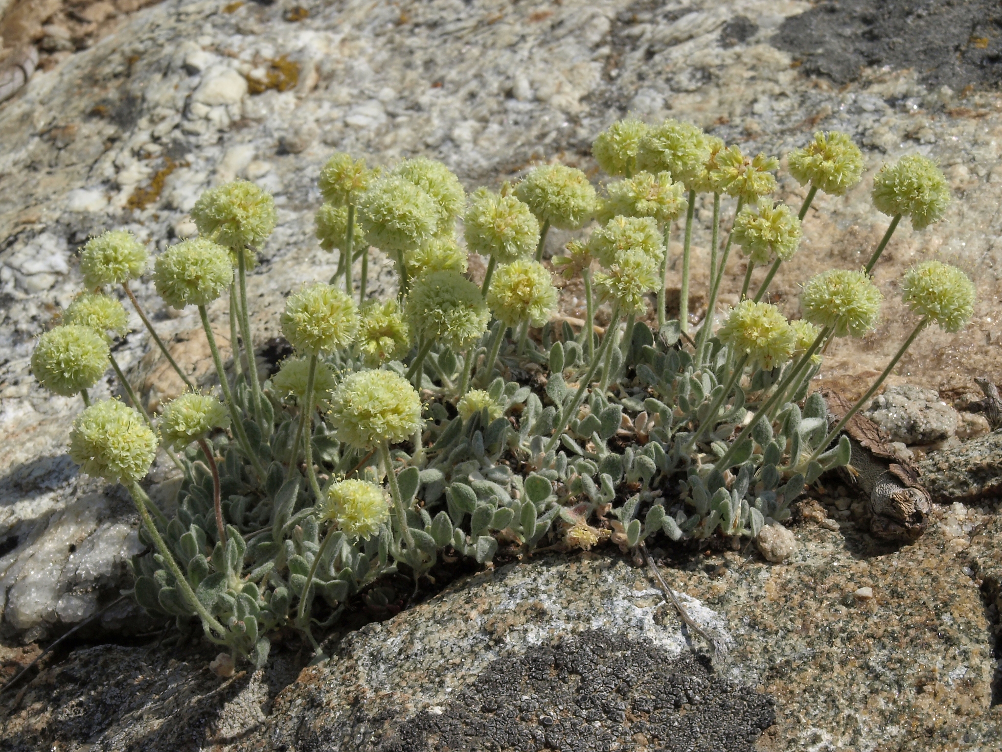 Eriogonum kingii