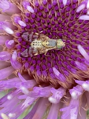 Terellia occidentalis