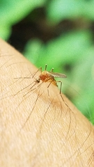 Aedes canadensis canadensis