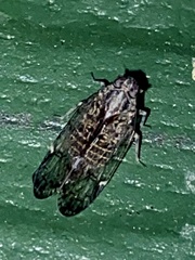 Melanoliarus placitus