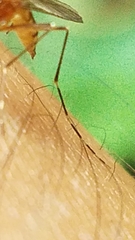 Aedes canadensis canadensis