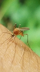 Aedes canadensis canadensis