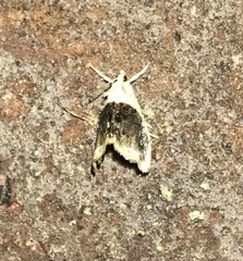 Lipocosmodes fuliginosalis