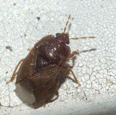 Amnestus pusillus