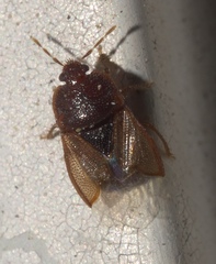 Amnestus pusillus