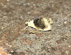 Lipocosmodes fuliginosalis