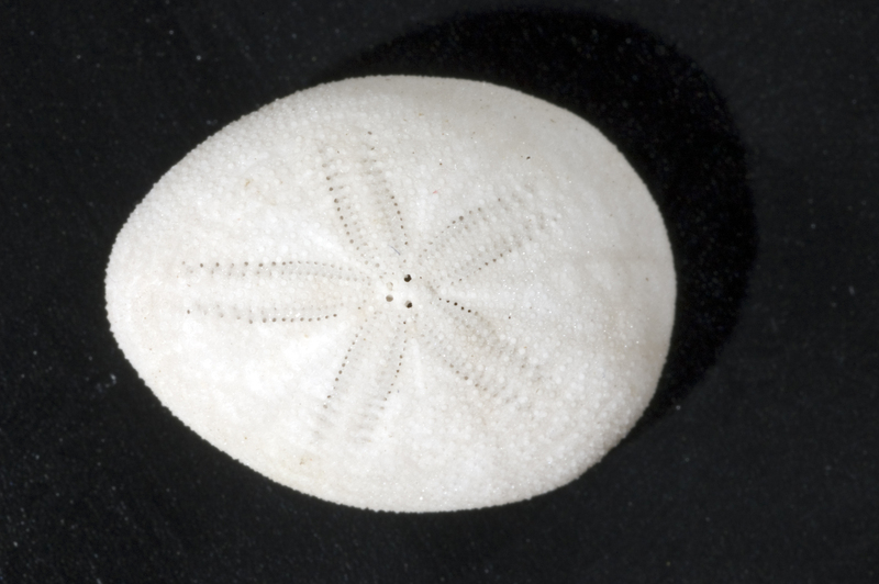 Fibulariidae