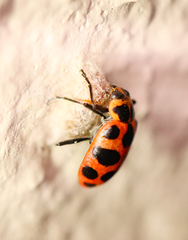 Dinocampus coccinellae