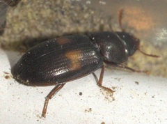 Tenebroides bimaculatus