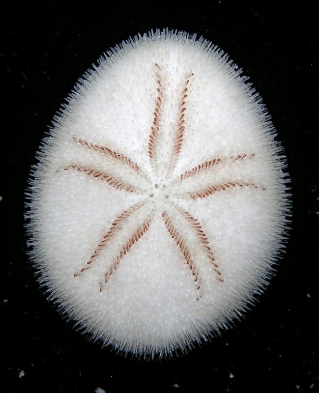 Mortonia