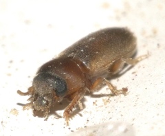 Tropicus pusillus