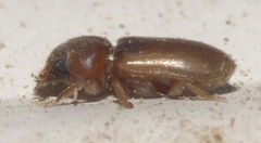 Tropicus pusillus