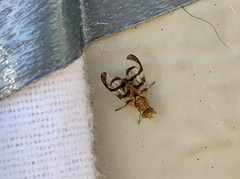 Euphranta canadensis